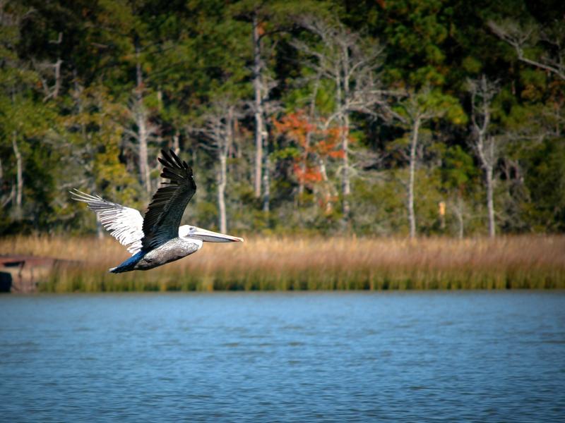 Pelican flying over Weeks Bay